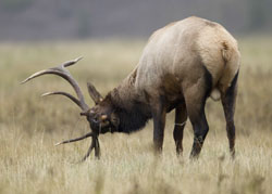 elk